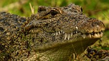 The Cuban crocodile is unique to Cuba