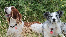 Search and Rescue dogs, the two Izzies