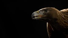 Golden eagle