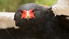 Bateleur eagle