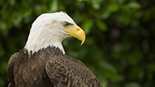 Bald eagle