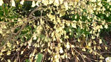 Corylopsis pauciflora