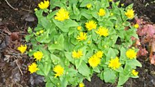 Doronicum