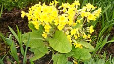 Self seeded Primula veris X