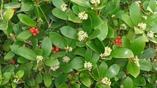 Skimmia japonica