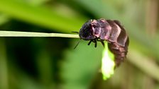 “I loved the wee things – birds, bugs and, above all, glow worms.”