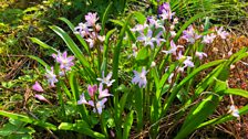 Chinodoxa 'Pink Giant'