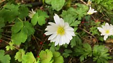 Anemone nemorosa