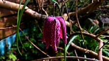 Fritillaria meleagris