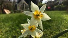 Tulipa turkestanica