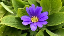 Anemone blanda