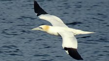 The seabirds of Rathlin Island