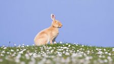 The wildlife of Rathlin Island