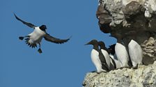 The seabirds of Rathlin Island