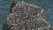 The seabirds of Rathlin Island