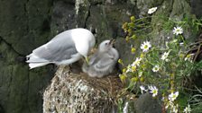 The seabirds of Rathlin Island