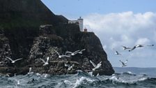 The seabirds of Rathlin Island