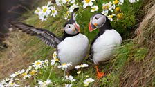 The seabirds of Rathlin Island