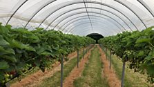 Rows and rows of strawberries