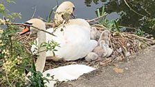 Lockdown breeds new life on Lough Neagh