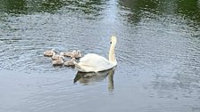 Lockdown breeds new life on Lough Neagh