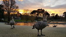 Local wildlife on display on at sunset