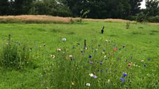 Holywood wildflowers