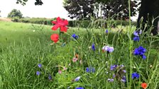 Holywood wildflowers