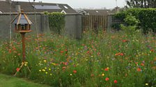 Portstewart wildflowers