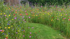 Portstewart wildflowers