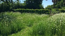 Essex wildflowers