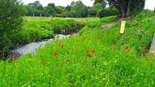 Doagh wildflowers