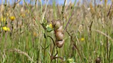 Yellow rattle