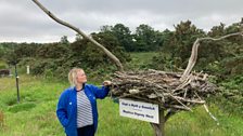 Bywyd Gwyllt Glaslyn Wildlife