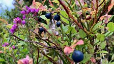 Seasonal colours of Bilberries and Heather