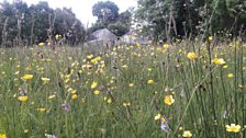 The Cookstown meadow