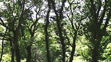 Ash Tree canopy