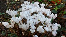 Cyclamen neapolitanum