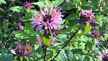 Monarda 'Cobham Beauty'