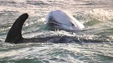 Dolffiniaid Risso oddi ar Borth Eilian, Ynys Môn