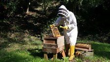 Checking a 'National' beehive