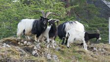 It's all go in the Vale of Ffestiniog....