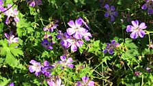 Geranium 'Rise and Shine'