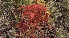 Sometimes known as the Red Bog, especially in Winter....