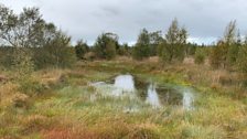 Bog Pools