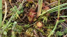 A carnivorous bog plant...