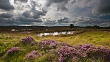 Restoring some of the rarest habitats in Wales - raised peat bogs