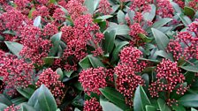 SKIMMIA JAPONICA RUBELLA.