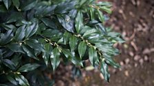 Sarcococca hoockeriana