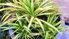 Phormium